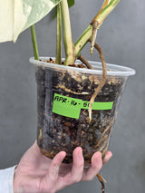 Rare Variegated Monstera Albo - White Albo Borsigiana Mature EXACT Plant - Large Form - US Seller