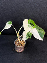 Rare Variegated Monstera Albo Half-Moon Leaf Plant - White Albo Borsigiana Plant - EXACT Plant - US Seller
