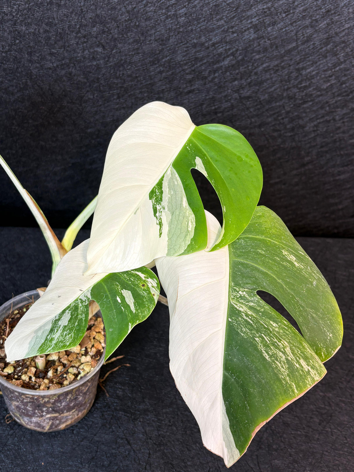 Rare Variegated Monstera Albo Half-Moon Leaf Plant - White Albo Borsigiana Plant - EXACT Plant - US Seller