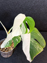Rare Variegated Monstera Albo Half-Moon Leaf Plant - White Albo Borsigiana Plant - EXACT Plant - US Seller