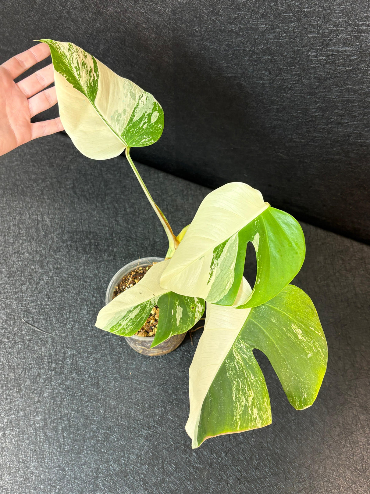 Rare Variegated Monstera Albo Half-Moon Leaf Plant - White Albo Borsigiana Plant - EXACT Plant - US Seller