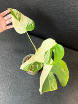 Rare Variegated Monstera Albo Half-Moon Leaf Plant - White Albo Borsigiana Plant - EXACT Plant - US Seller