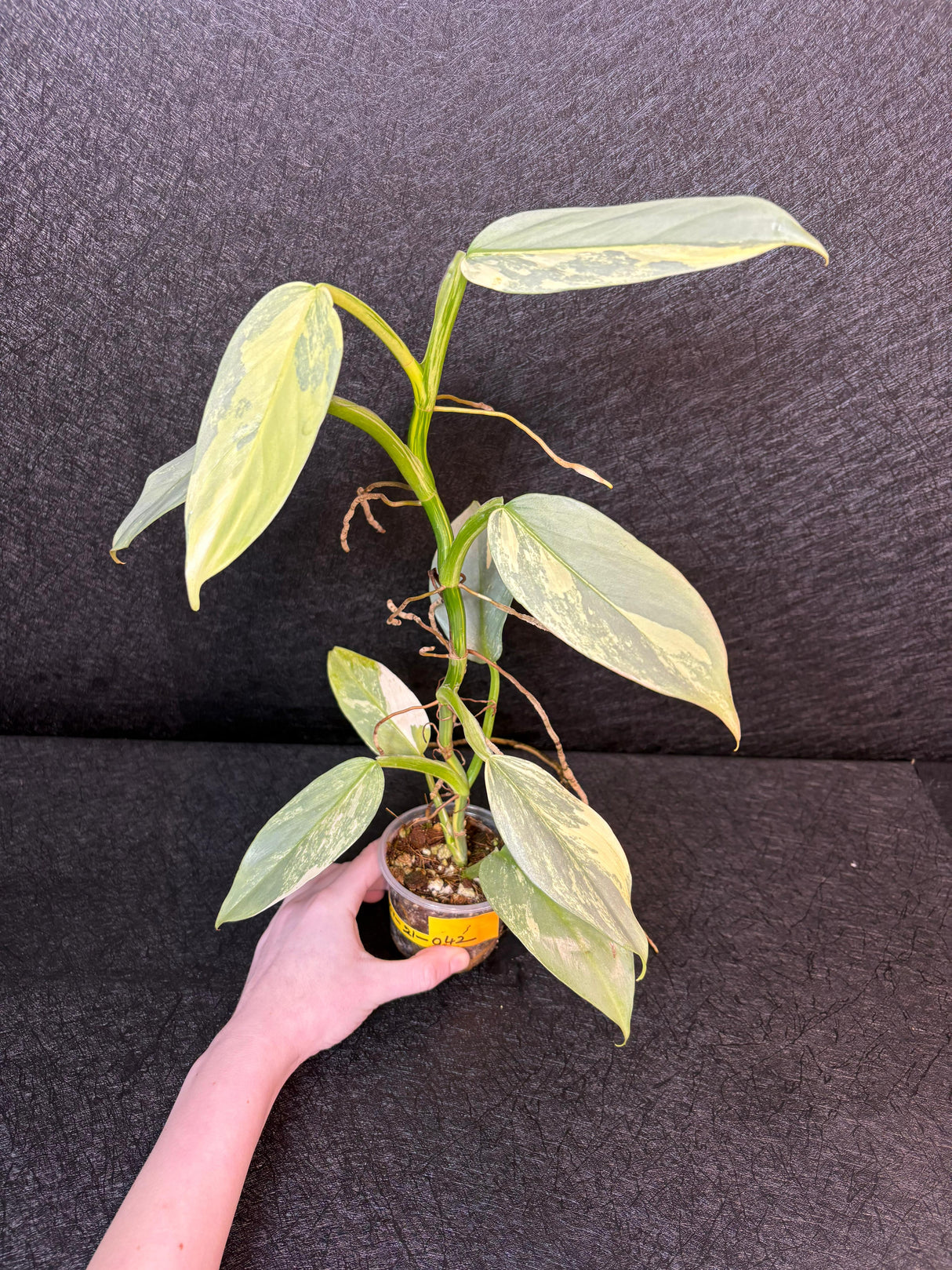 Super Rare Philodendron Silver Sword Variegated Plant - Collectors Plant - Rare Variegated Aroid Live Plant - Exact Same Plant - Us Seller