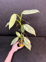 Super Rare Philodendron Silver Sword Variegated Plant - Collectors Plant - Rare Variegated Aroid Live Plant - Exact Same Plant - Us Seller