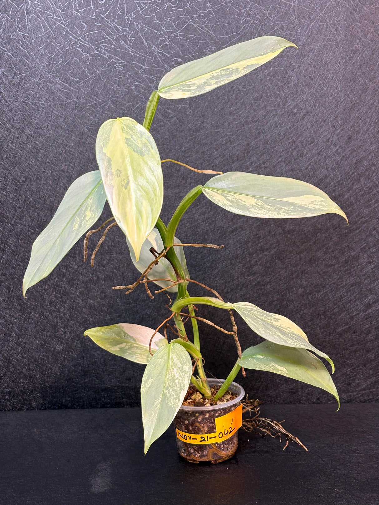 Super Rare Philodendron Silver Sword Variegated Plant - Collectors Plant - Rare Variegated Aroid Live Plant - Exact Same Plant - Us Seller