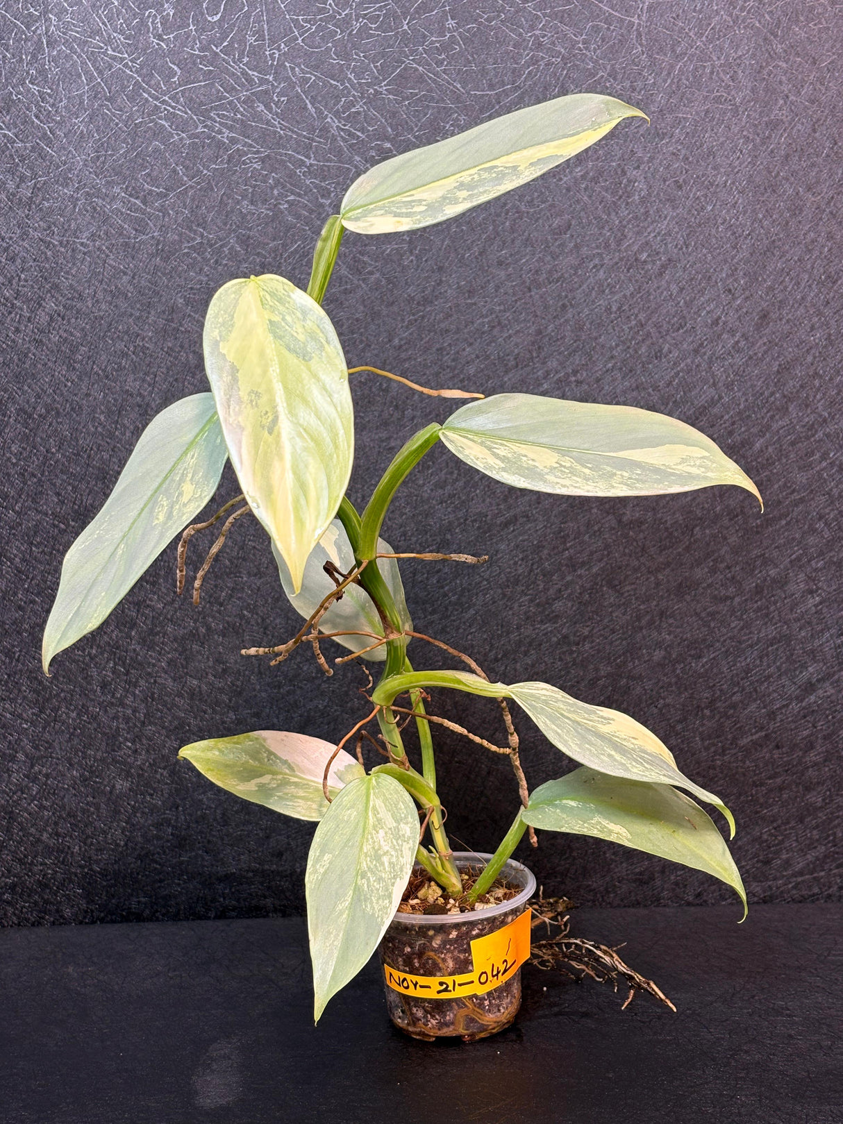 Super Rare Philodendron Silver Sword Variegated Plant - Collectors Plant - Rare Variegated Aroid Live Plant - Exact Same Plant - Us Seller