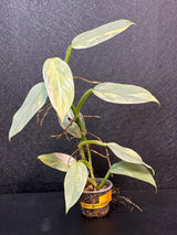 Super Rare Philodendron Silver Sword Variegated Plant - Collectors Plant - Rare Variegated Aroid Live Plant - Exact Same Plant - Us Seller