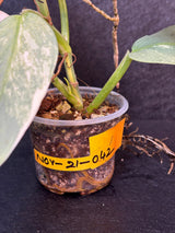 Super Rare Philodendron Silver Sword Variegated Plant - Collectors Plant - Rare Variegated Aroid Live Plant - Exact Same Plant - Us Seller