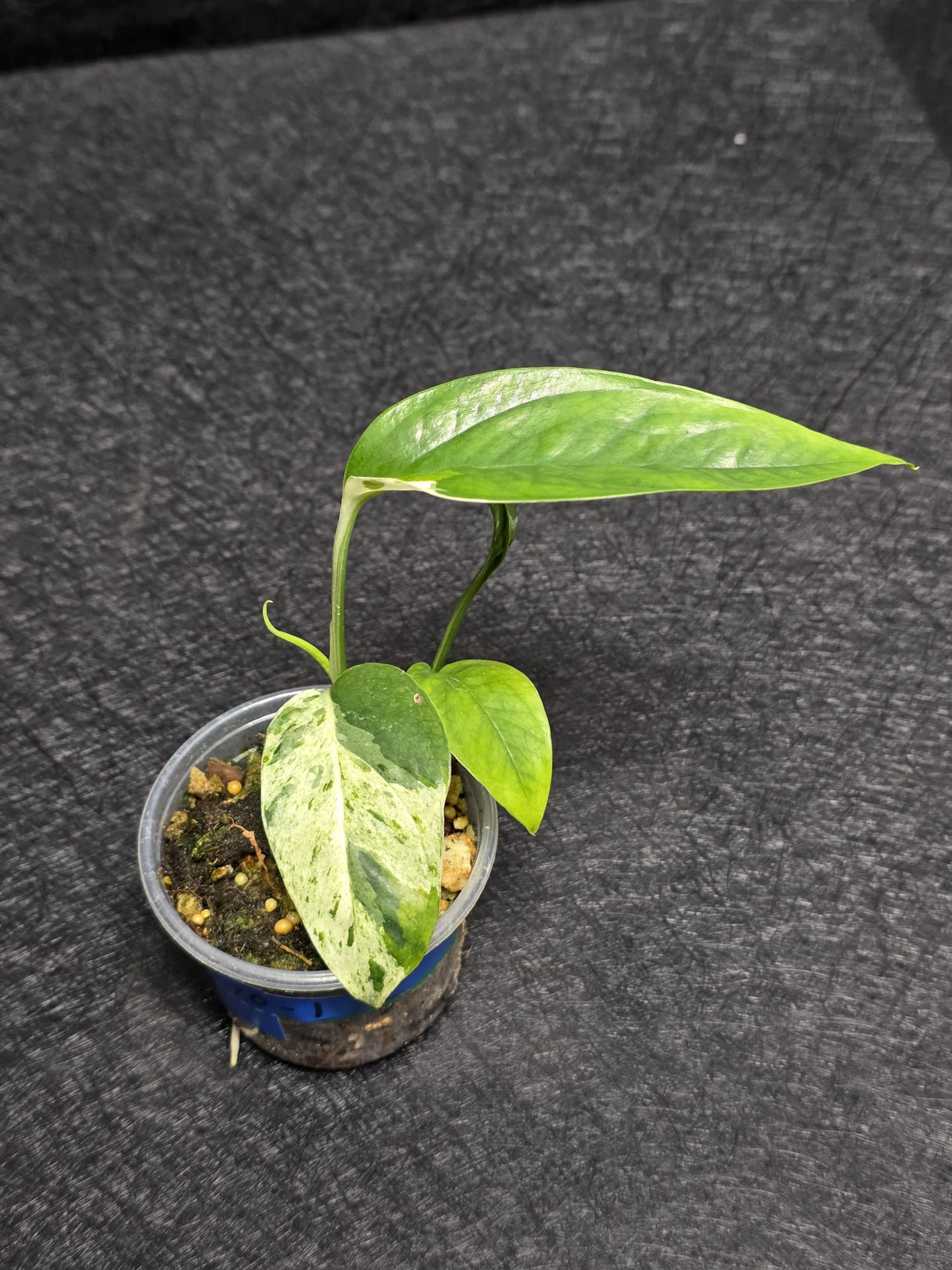 RARE Variegated Epipremnum Pinnatum Albo - Exact SAME Plant - US Seller
