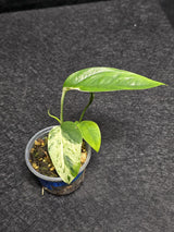 RARE Variegated Epipremnum Pinnatum Albo - Exact SAME Plant - US Seller