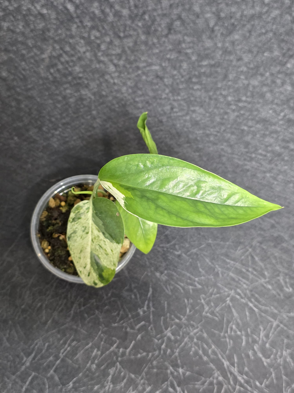 RARE Variegated Epipremnum Pinnatum Albo - Exact SAME Plant - US Seller