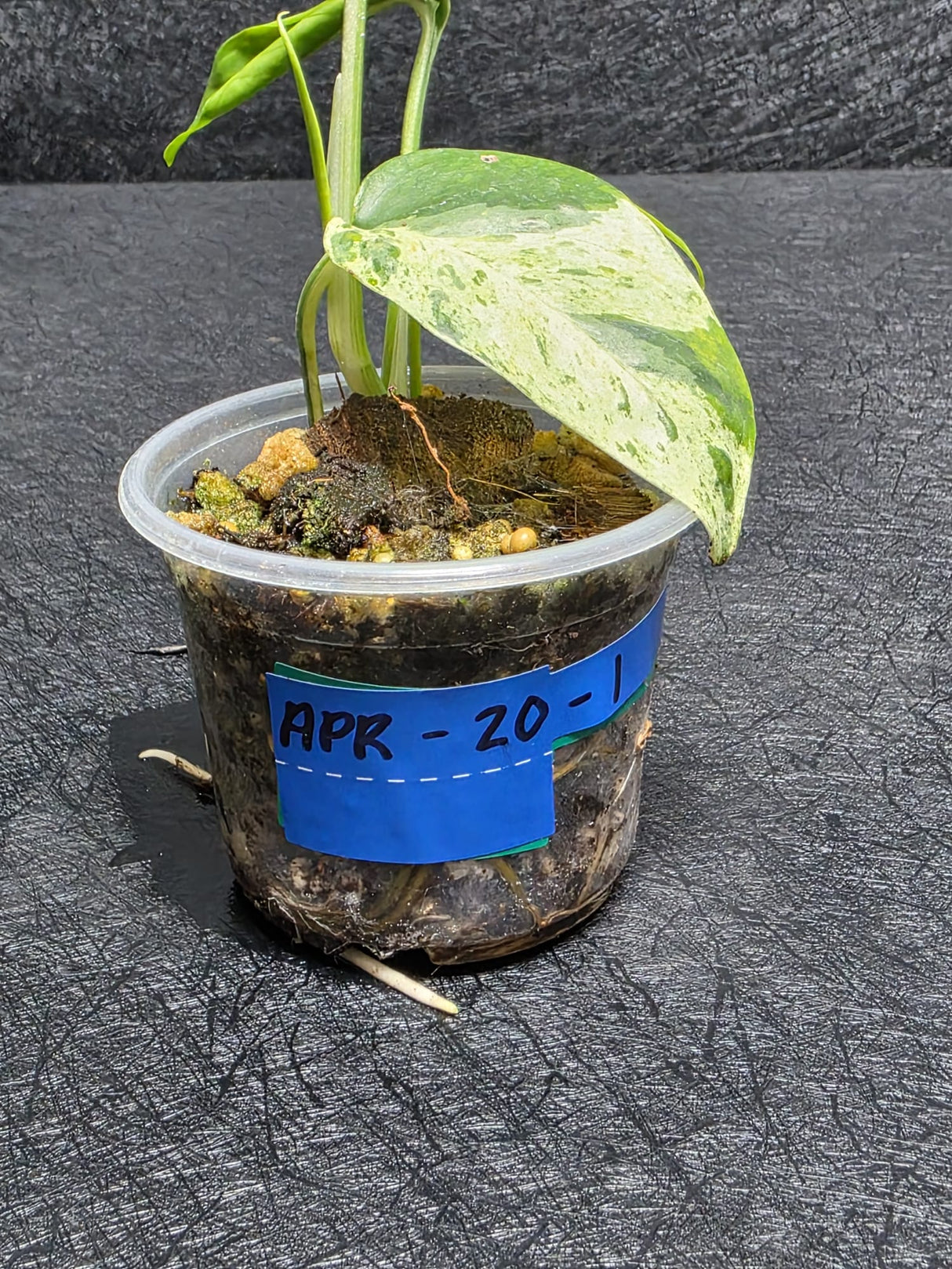 RARE Variegated Epipremnum Pinnatum Albo - Exact SAME Plant - US Seller