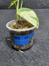 RARE Variegated Epipremnum Pinnatum Albo - Exact SAME Plant - US Seller