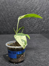 RARE Variegated Epipremnum Pinnatum Albo - Exact SAME Plant - US Seller