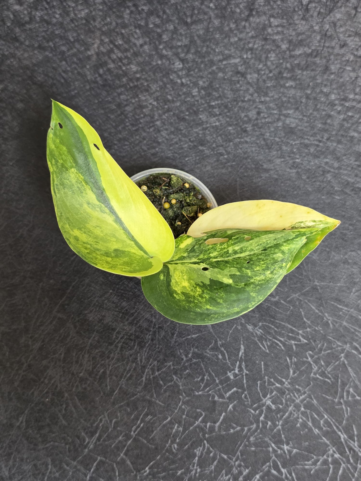 Scindapsus Jade Satin Variegated - Rare Tropical Plant - EXACT Plant - US Seller
