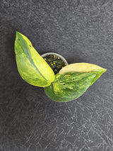 Scindapsus Jade Satin Variegated - Rare Tropical Plant - EXACT Plant - US Seller
