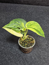 Scindapsus Jade Satin Variegated - Rare Tropical Plant - EXACT Plant - US Seller