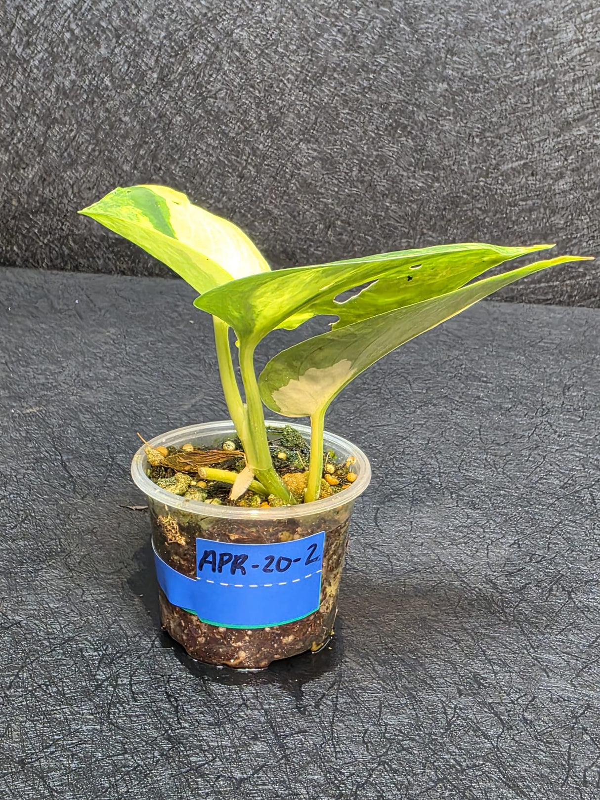 Scindapsus Jade Satin Variegated - Rare Tropical Plant - EXACT Plant - US Seller