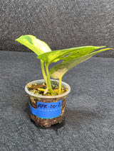 Scindapsus Jade Satin Variegated - Rare Tropical Plant - EXACT Plant - US Seller