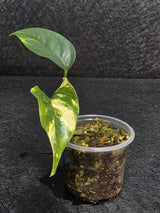 RARE Variegated 'Golden Flame' Epipremnum Pinnatum Plant - Yellow Flame Indoor Plant - EXACT Plant - US Seller