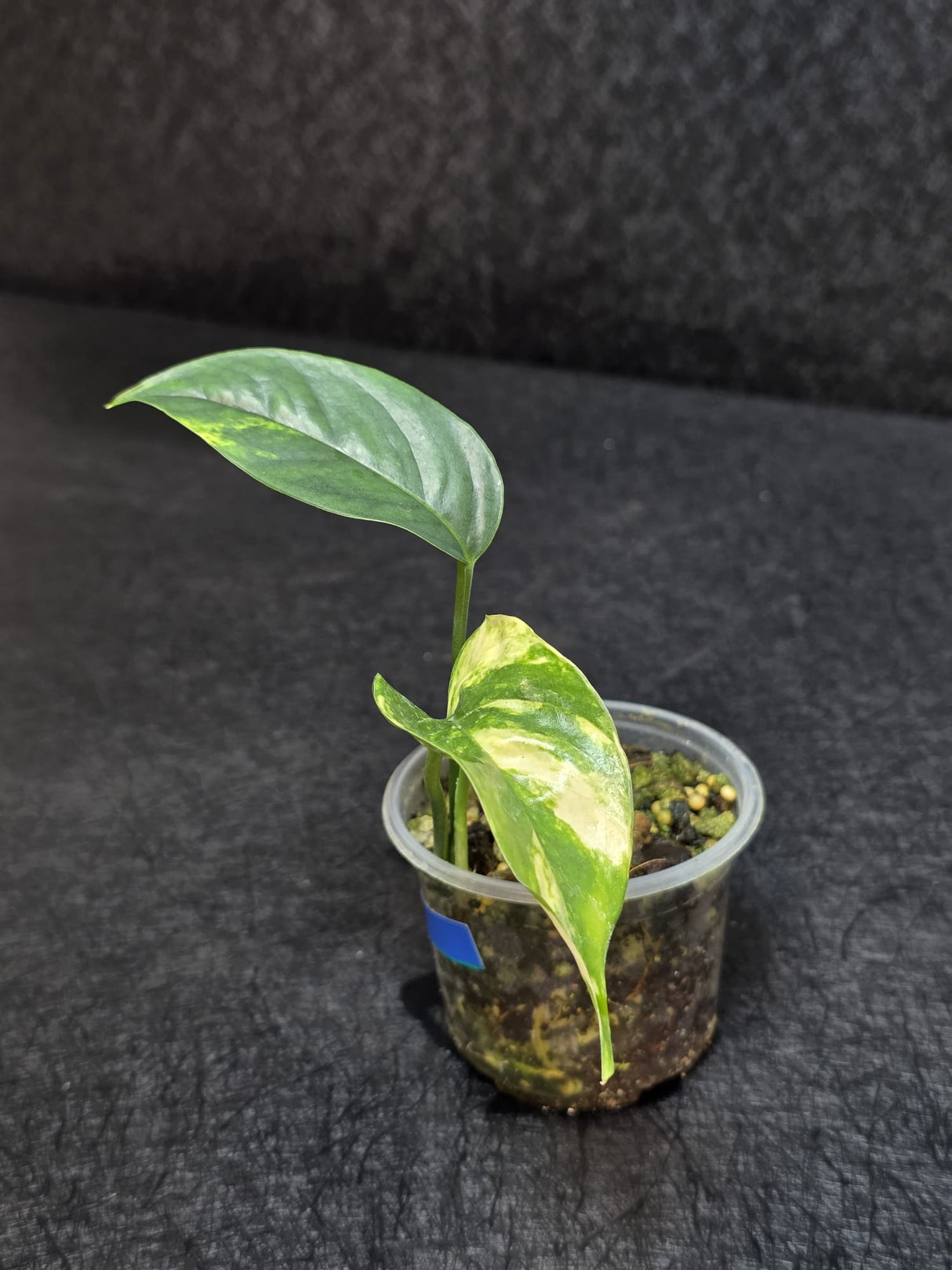 RARE Variegated 'Golden Flame' Epipremnum Pinnatum Plant - Yellow Flame Indoor Plant - EXACT Plant - US Seller