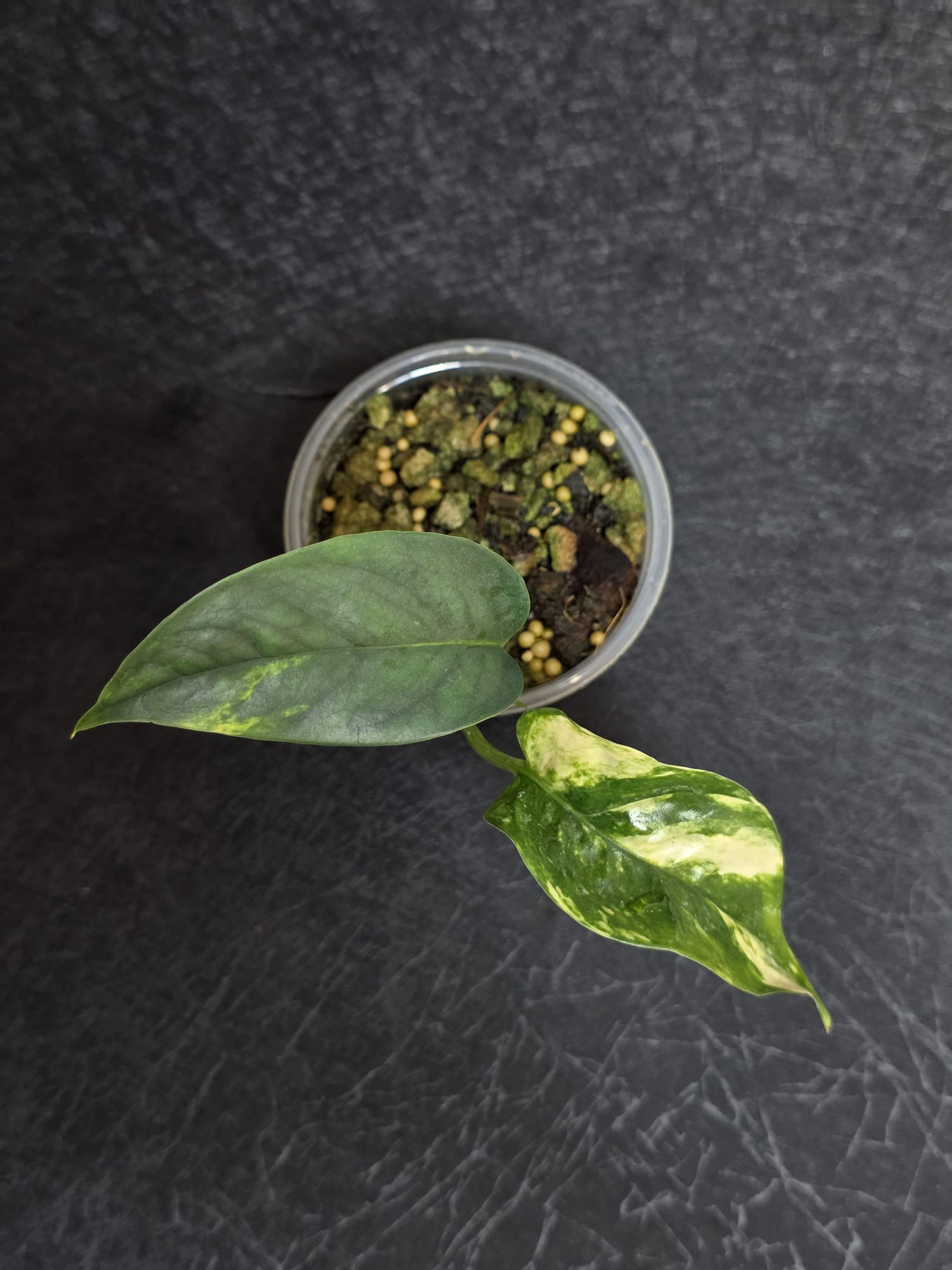 RARE Variegated 'Golden Flame' Epipremnum Pinnatum Plant - Yellow Flame Indoor Plant - EXACT Plant - US Seller