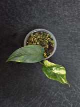 RARE Variegated 'Golden Flame' Epipremnum Pinnatum Plant - Yellow Flame Indoor Plant - EXACT Plant - US Seller