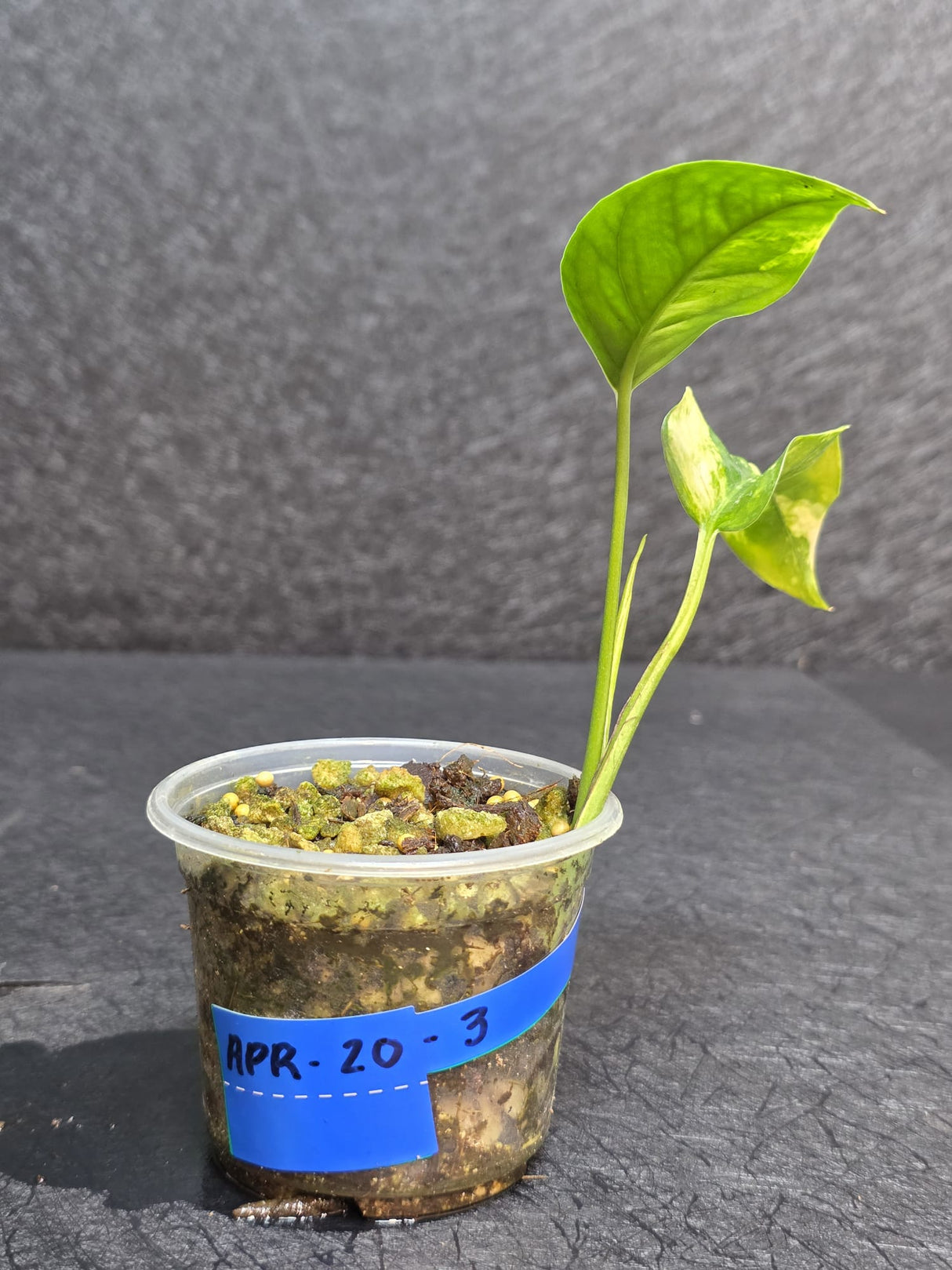 RARE Variegated 'Golden Flame' Epipremnum Pinnatum Plant - Yellow Flame Indoor Plant - EXACT Plant - US Seller