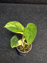 Scindapsus Jade Satin Variegated - Rare Tropical Plant - EXACT Plant - US Seller
