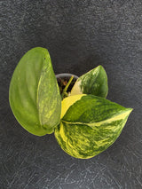 Scindapsus Jade Satin Variegated - Rare Tropical Plant - EXACT Plant - US Seller