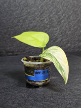 Scindapsus Jade Satin Variegated - Rare Tropical Plant - EXACT Plant - US Seller