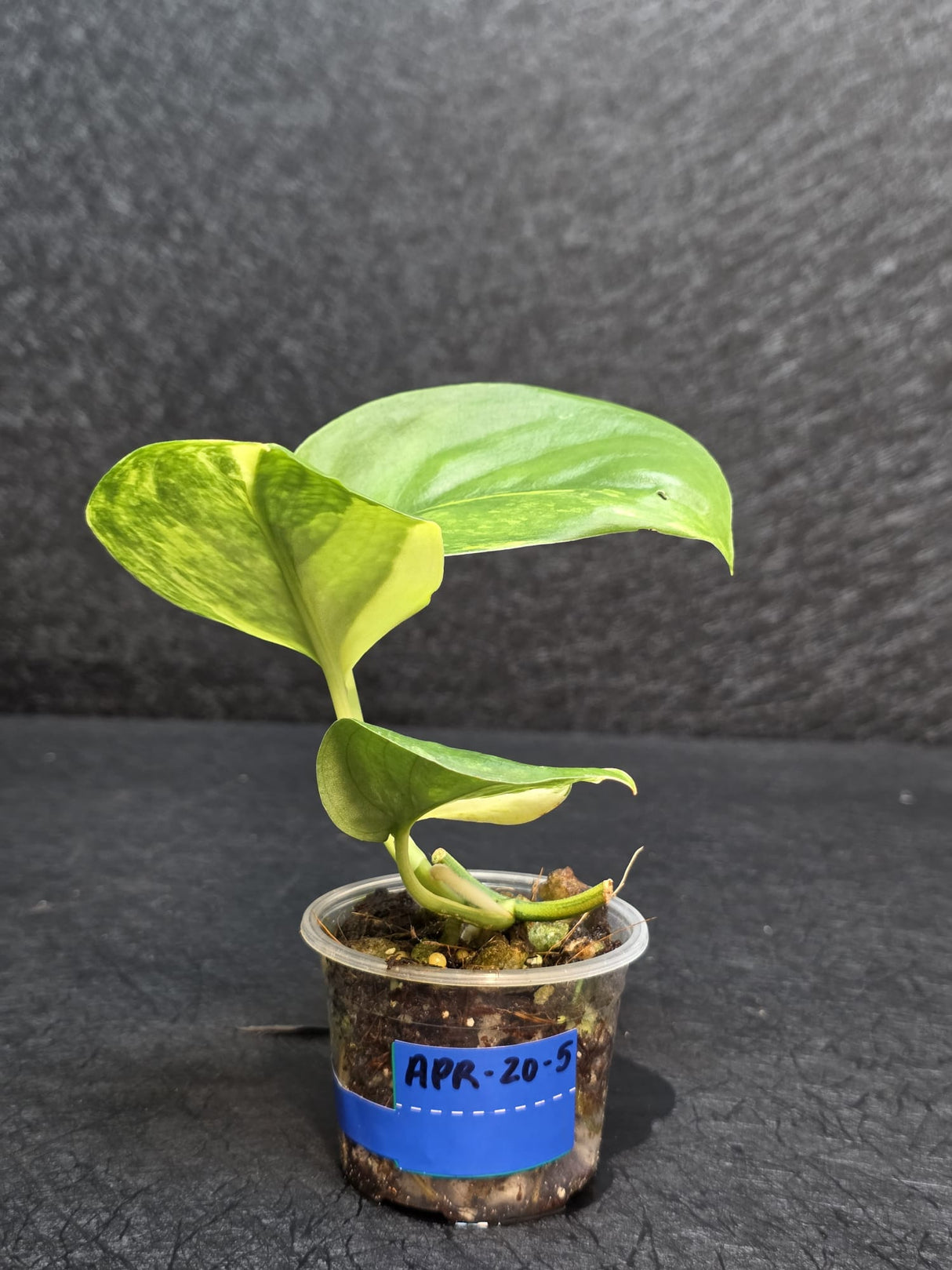 Scindapsus Jade Satin Variegated - Rare Tropical Plant - EXACT Plant - US Seller