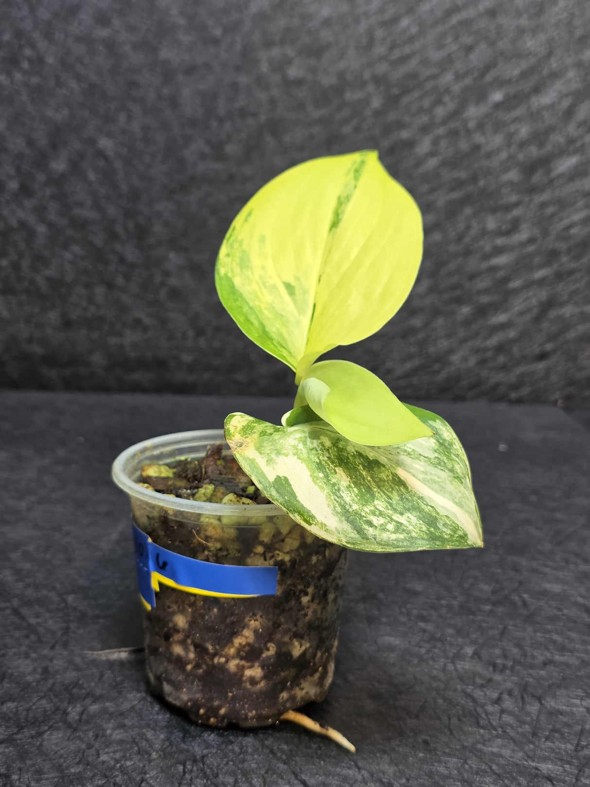 Scindapsus Jade Satin Variegated - Rare Tropical Plant - EXACT Plant - US Seller