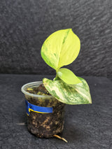 Scindapsus Jade Satin Variegated - Rare Tropical Plant - EXACT Plant - US Seller