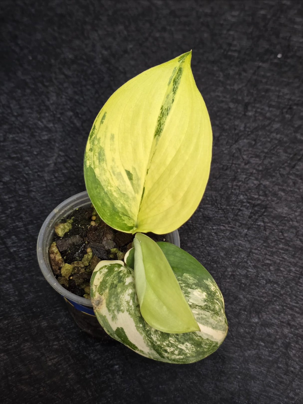 Scindapsus Jade Satin Variegated - Rare Tropical Plant - EXACT Plant - US Seller