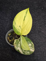 Scindapsus Jade Satin Variegated - Rare Tropical Plant - EXACT Plant - US Seller