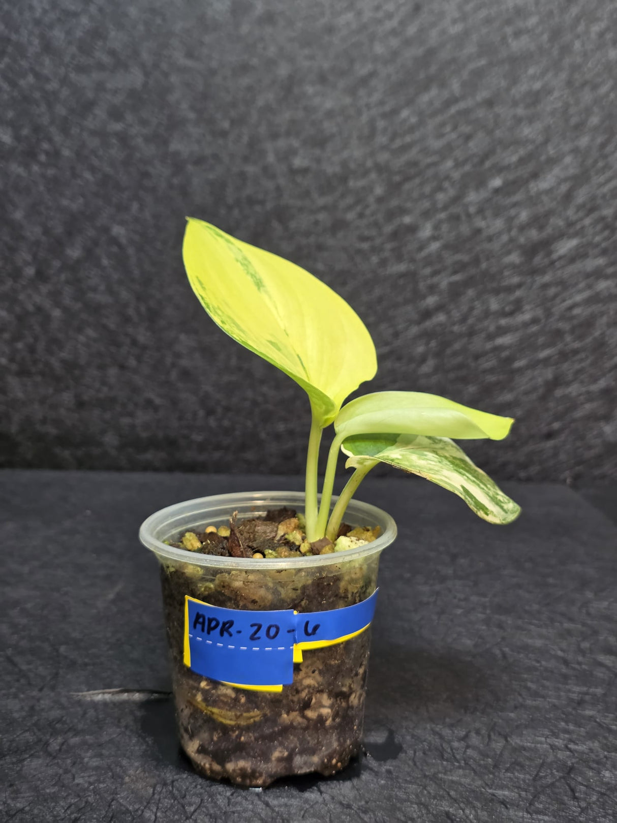 Scindapsus Jade Satin Variegated - Rare Tropical Plant - EXACT Plant - US Seller