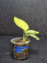 Scindapsus Jade Satin Variegated - Rare Tropical Plant - EXACT Plant - US Seller