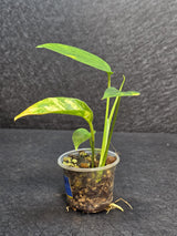 RARE Variegated Epipremnum Pinnatum Albo - Exact SAME Plant - US Seller