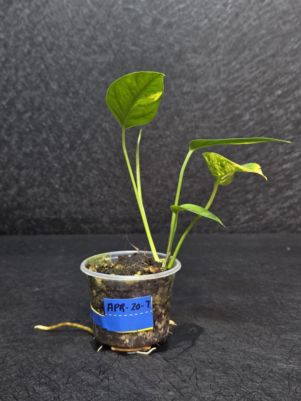 RARE Variegated Epipremnum Pinnatum Albo - Exact SAME Plant - US Seller