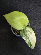 Scindapsus Jade Satin Variegated - Rare Tropical Plant - EXACT Plant - US Seller
