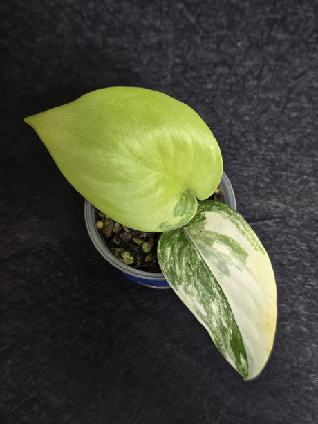 Scindapsus Jade Satin Variegated - Rare Tropical Plant - EXACT Plant - US Seller