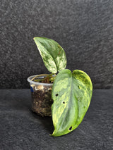 Scindapsus Jade Satin Variegated Plant - Rare Tropical - EXACT Plant - US Seller