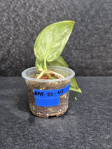 Scindapsus Jade Satin Variegated Plant - Rare Tropical - EXACT Plant - US Seller