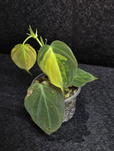 Variegated Philodendron Mican Aurea in a Nursery Pot - Rare Collector Plant - EXACT Plant - US SELLER