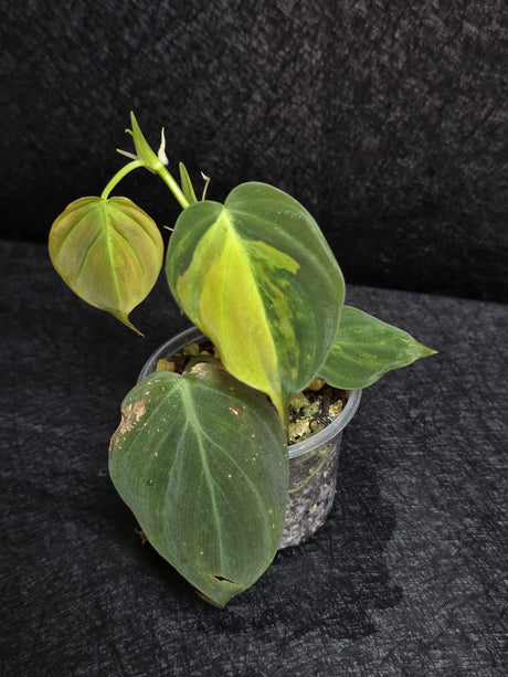 Variegated Philodendron Mican Aurea in a Nursery Pot - Rare Collector Plant - EXACT Plant - US SELLER