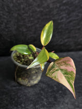 Variegated Philodendron Strawberry Shake - Rare Collector Plant - Exact Plant - US Seller