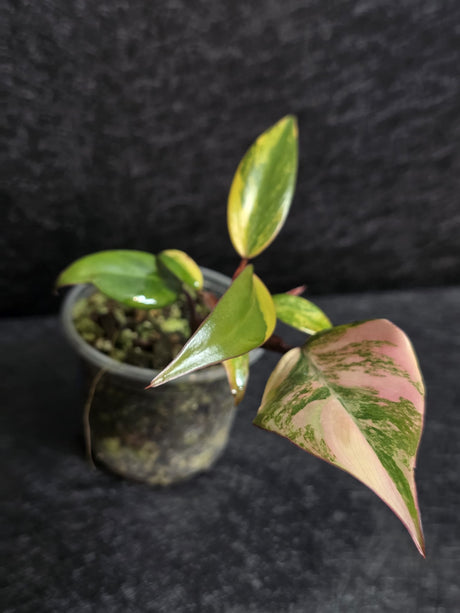 Variegated Philodendron Strawberry Shake - Rare Collector Plant - Exact Plant - US Seller