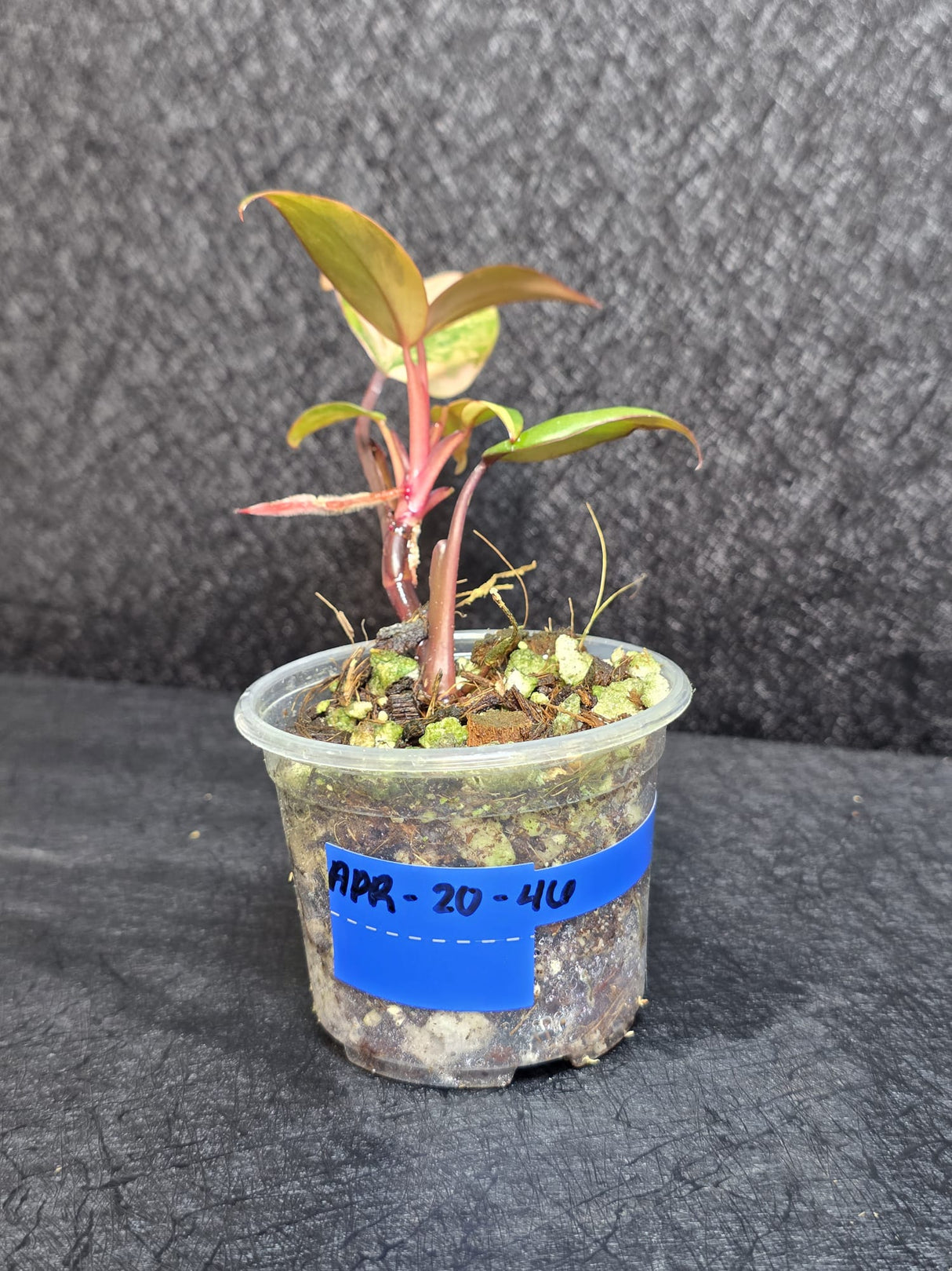 Variegated Philodendron Strawberry Shake - Rare Collector Plant - Exact Plant - US Seller
