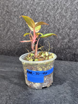 Variegated Philodendron Strawberry Shake - Rare Collector Plant - Exact Plant - US Seller